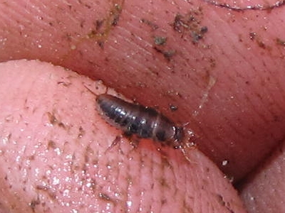 Larva parassita di anfibi: Epomis circumscriptus (Carabidae)